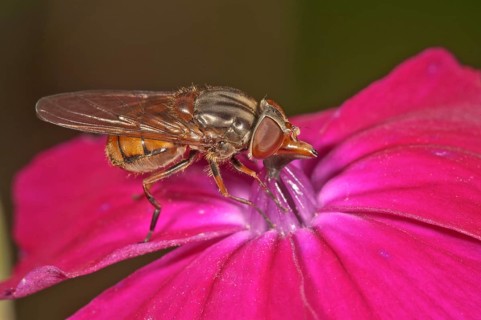 Rhingia campestris hoverfly