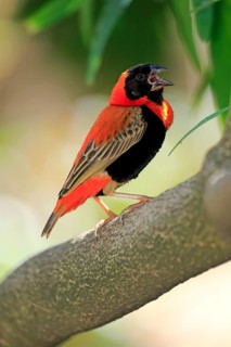 Southern Red Bishop (Euplectes orix)