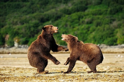 Two Brown Bears (Ursus arctos) play-fighting with each other