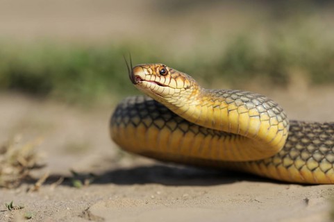 Caspian Whipsnake (Dolichophis caspius)