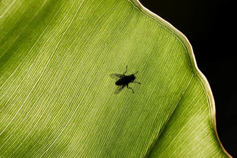 Fly on a leaf in backlight