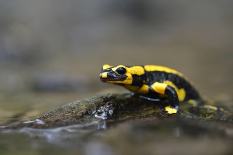 Barred Fire Salamander (Salamandra salamandra ssp. Terrestris) on a moss-covered stone in Stolberg
