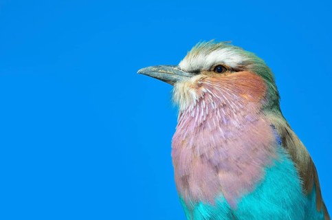 Lilac-breasted Roller (Coracias caudatus)