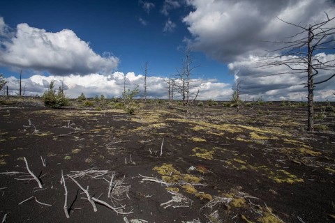 Dead forest