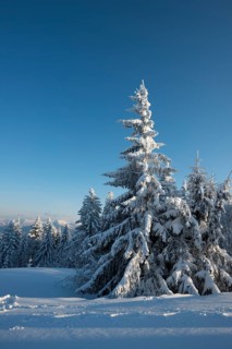 Snow covered trees