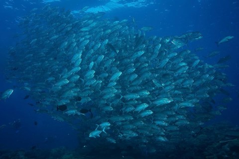 Bigeye Trevally (Caranx sexfasciatus)