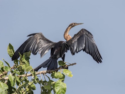 African Darter (Anhinga rufa)