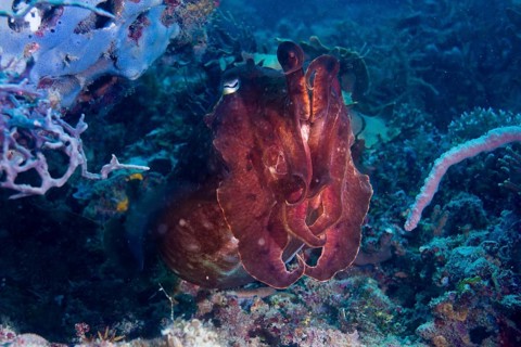 Broadclub Cuttlefish (Sepia latimanus)