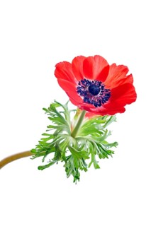 Poppy Anemone or Spanish Marigold (Anemone coronaria)