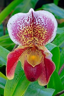 Orchid (Paphiopedilum spp.)