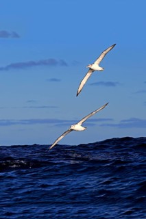 Shy albatross (Thalassarche cauta)
