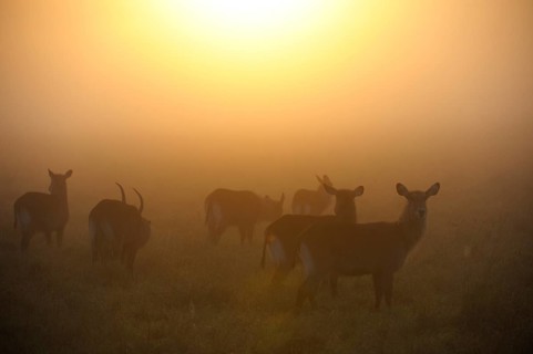 Waterbucks (Kobus ellipsiprymnus)