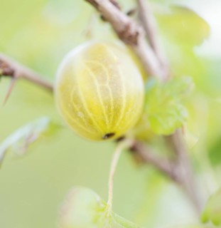 Close up of Gooseberry (Ribes uva-crispa) on bush