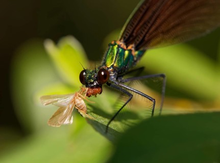 Beautiful Demoiselle (Calopteryx virgo)