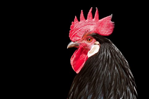 Cock