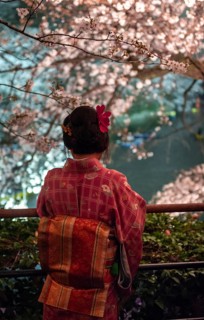 Japanese woman with kimono under blossoming cherry foams at night