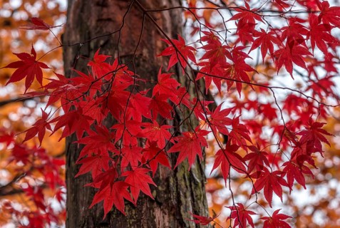 Smooth Japanese maple (Acer palmatum) with red foliage