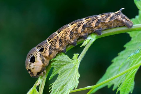 Elephant Hawk-moth (Pergesa elpenor