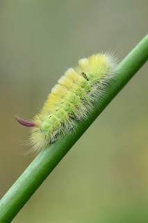 Pale Tussock (Calliteara pudibunda)