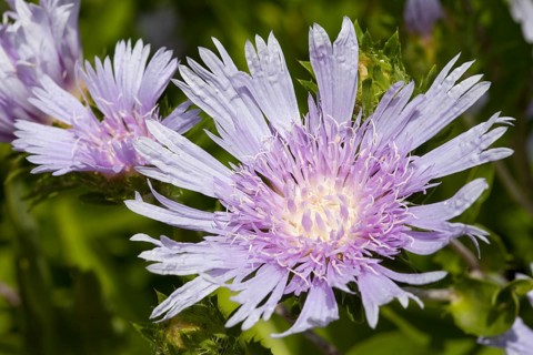 Stokes' Aster (Stokesia laevis)