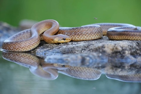 Aesculapian Snake (Zamenis longissimus) at water's edge