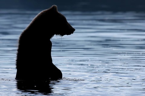 Brown bear (Ursus arctos)