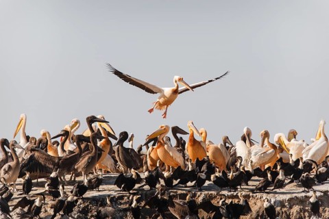 Great White Pelicans (Pelecanus onocrotalus)