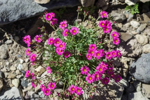 Purple sorrel (Oxalis purpurea)
