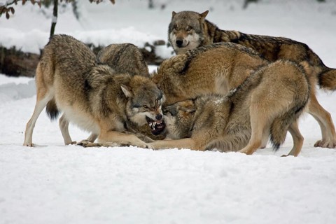 Fighting Wolves (Canis lupus) in the snow