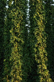 Hop plants (Humulus lupulus)