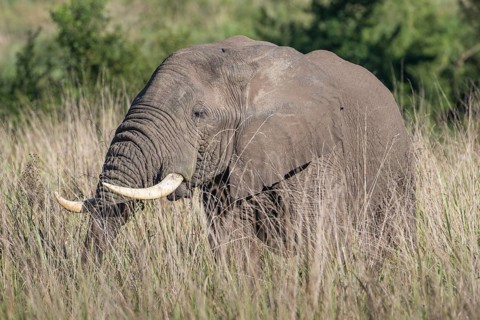 African Bush Elephant (Loxodonta africana)
