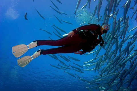 Diver swimming with a school of Blackfin Barracudas (Sphyraena qenie)