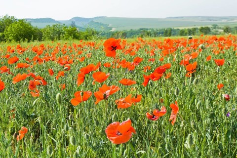 Meadow with many red poppies