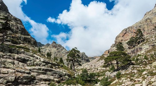 Trees on a rocky hillside in Golo Valley
