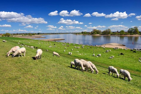 Sheep grazing on a dyke