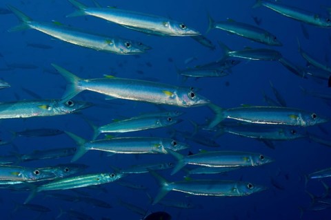 School of Sharpfin Barracuda (Sphyraena helleri)