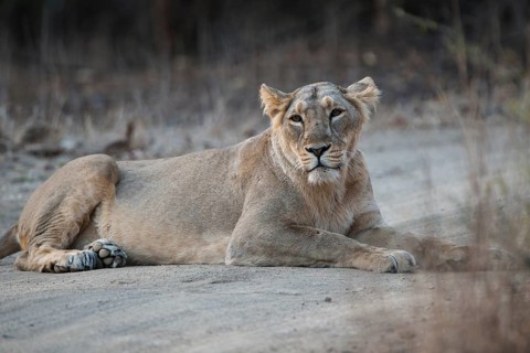 Asiatic lion (Panthera leo persica) lying on a dirt path