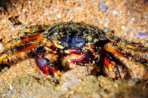 Spider crab (Neosarmatium meinerti) on a rock