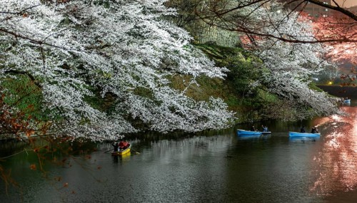 Canal with rowing boats in front of blooming cherry trees on a canal at night