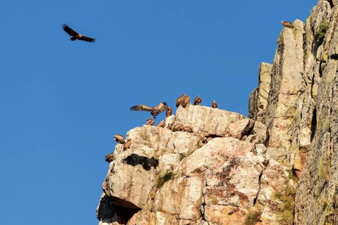 Griffon vulture (Gyps fulvus)