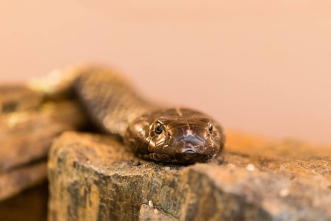 Olive whip snake (Psammophis mossambicus)