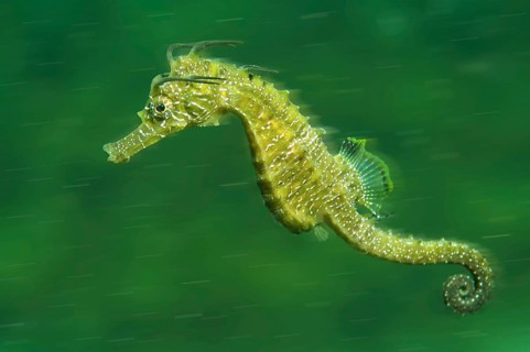Short-snouted Seahorse (Hippocampus hippocampus)