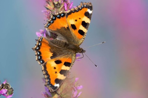 Small Tortoiseshell (Aglais urticae