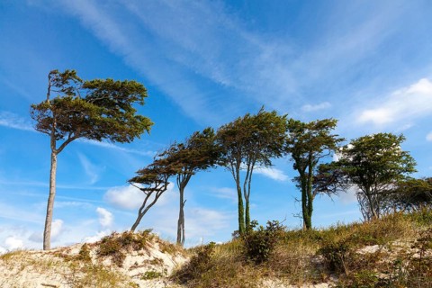 Dunes with windswept tree