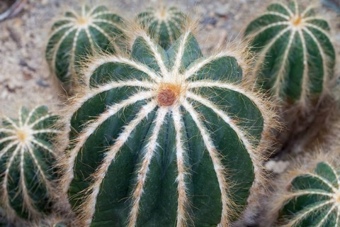 Cacti (Parodia magnifica