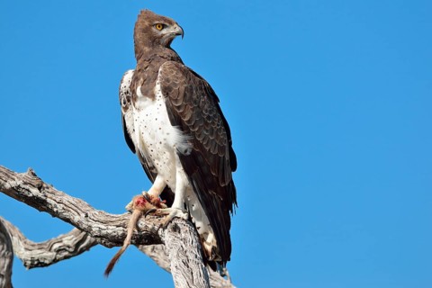 Martial Eagle (Polemaetus bellicosus)