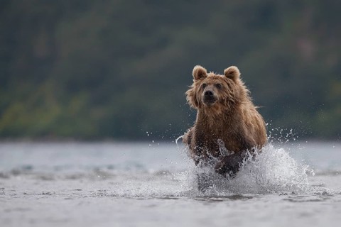 Brown bear (Ursus arctos)