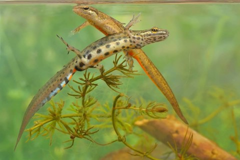 Smooth newt (Triturus vulgaris)