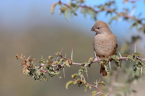 Red-headed Finch (Amadina erythrocephala)