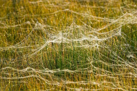 Cobwebs on a meadow